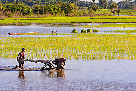 稻田,地点,水,农民,拖拉机,走,克伦邦,缅甸