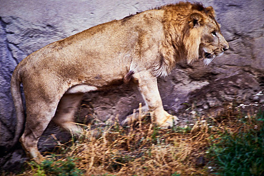 非洲狮,雄獅