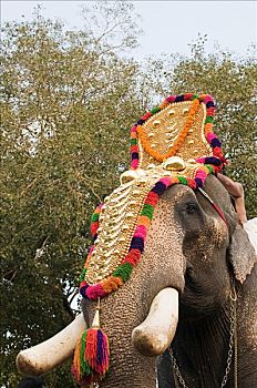 大象,衣服,印度教,节庆