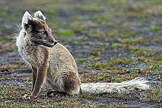 成年,北极狐,斯瓦尔巴群岛,北极,挪威