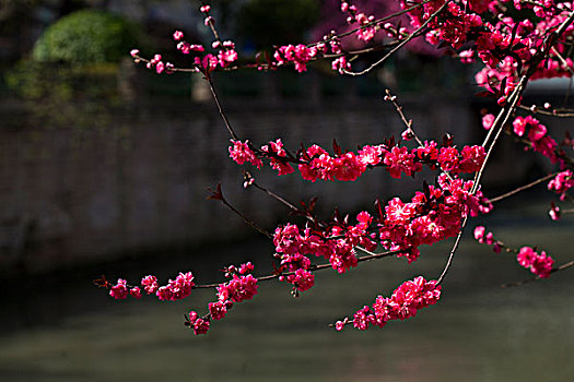 春天成都桃花