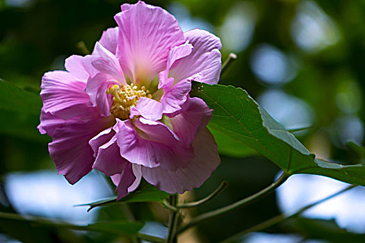 美艳的芙蓉花,木芙蓉,拒霜花,木莲,地芙蓉,华木