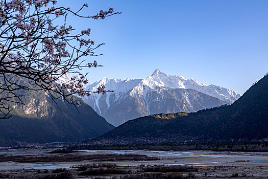 桃花,夜景