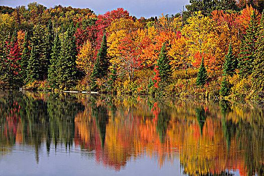 秋叶,岸边,西班牙,河,安大略省,加拿大
