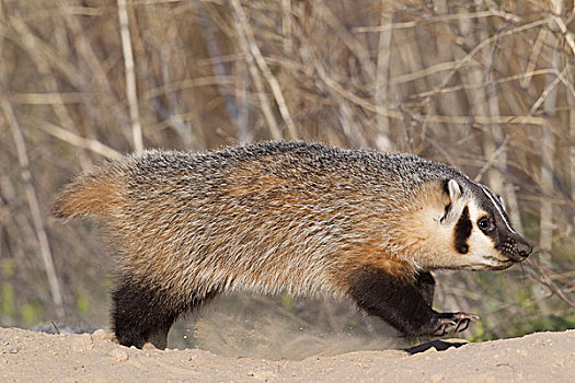 美洲獾,巢穴,国家,野牛,蒙大拿