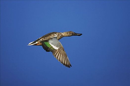 北方,琵嘴鸭,不成熟,飞行,博斯克德尔阿帕奇,新墨西哥,美国