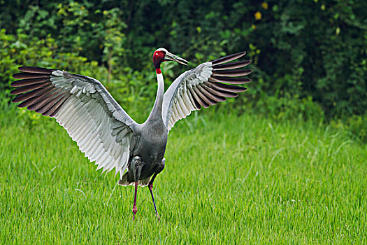 印度,鹤,伸展,翼,盖奥拉迪奥,国家公园