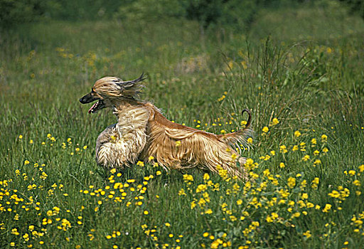 阿富汗猎犬,成年,跑,花