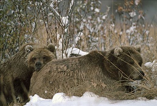 大灰熊,棕熊,一对,休息,阿拉斯加