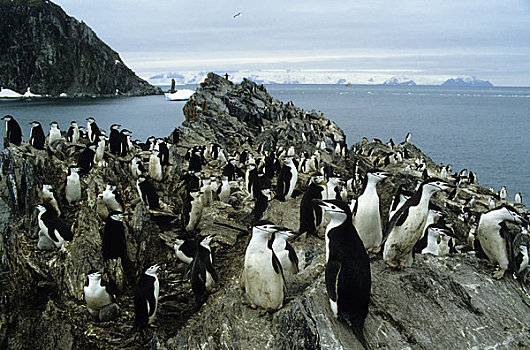 南极,帽带企鹅,生物群,大象,岛屿