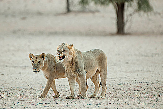 狮子,情侣,卡拉哈迪大羚羊国家公园,北开普,省,南非,非洲
