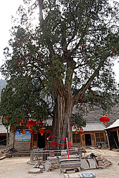 3700年的老柏树