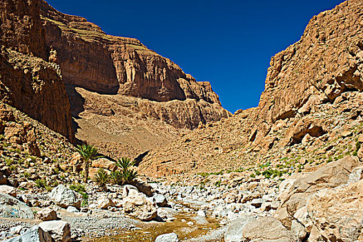 峡谷,小,棕榈树,河床,丁奈理尔,南方,摩洛哥,非洲