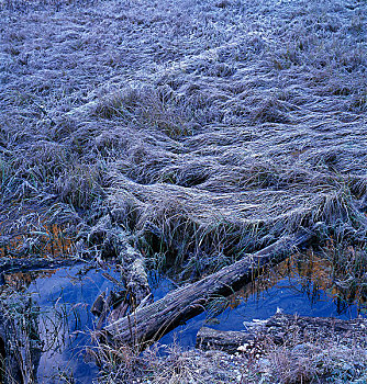 湿地霜降