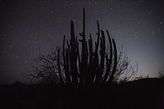 风琴管仙人掌,夜晚,埃尔比斯开诺生物圈保护区,墨西哥