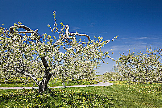 苹果树,果园,春天