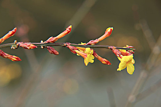 迎春花