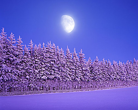 冬景,冷杉,云杉,雪,黎明,月亮