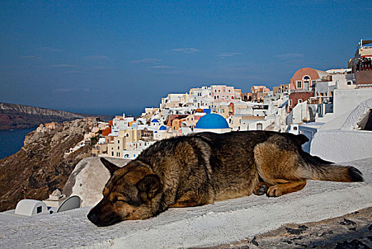 希腊,锡拉岛,城镇,狗,休息,上方,蓝色,球形,教堂,钟楼
