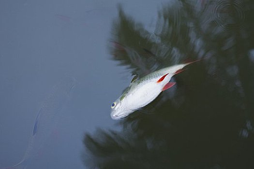 死鱼,水塘,省,泰国