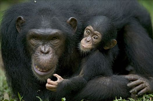 黑猩猩,类人猿,成年,女性,尼日利亚