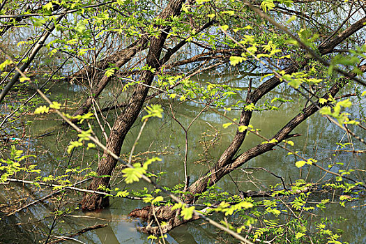 柳树,河边