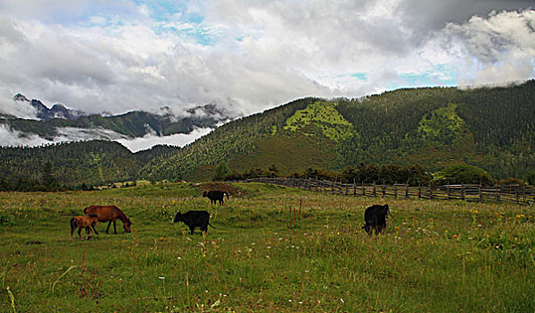 西藏雪山下的牧场