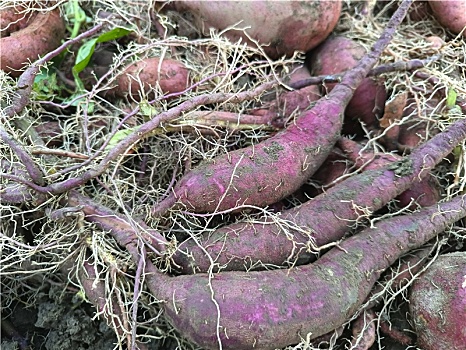 红薯,紫薯