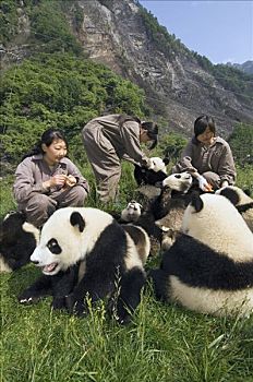 大熊猫,年轻,工人,五月,2008年,地震,卧龙,中国