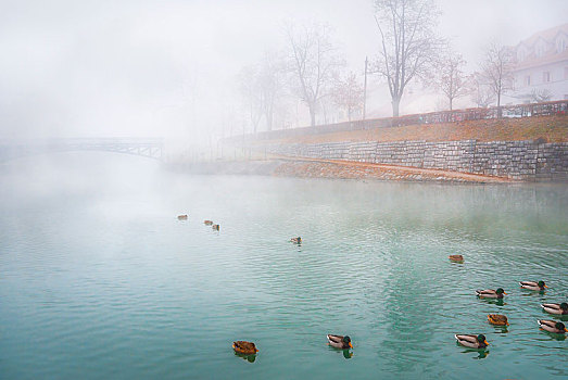 雾状,河,野鸭