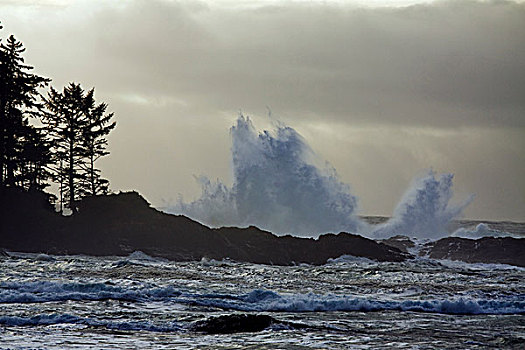 大,波浪,碰撞,海岸线,环太平洋国家公园,温哥华岛,不列颠哥伦比亚省
