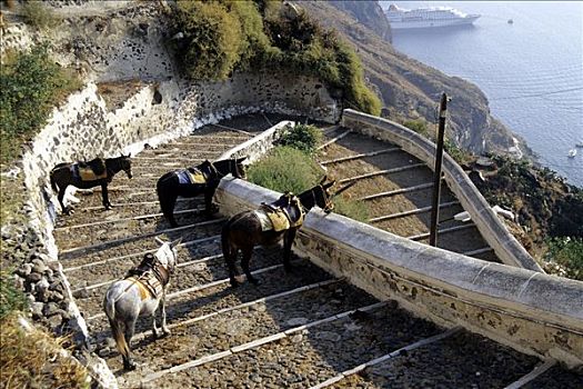 驴,马,风景,楼梯,锡拉岛,基克拉迪群岛,爱琴海,地中海,希腊,欧洲