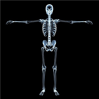 人体骨骼,x光片