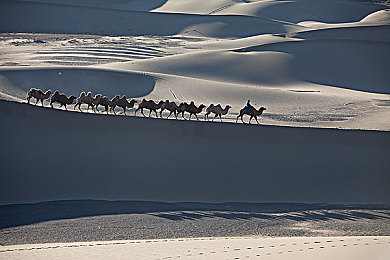 骆驼队图片