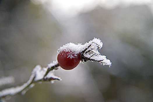 特写,白霜,模糊,植物,灌木,水果,红色,寒冷,冷冰冰,霜,季节,秋天,冬天,冷冻,概念