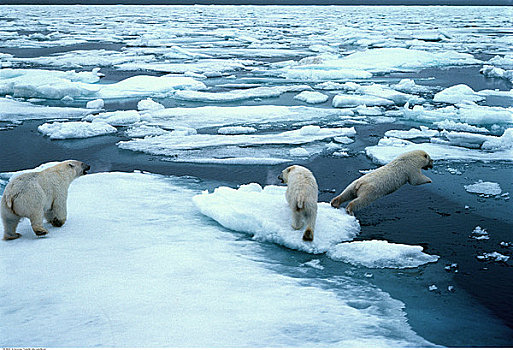 北极熊,极北地区