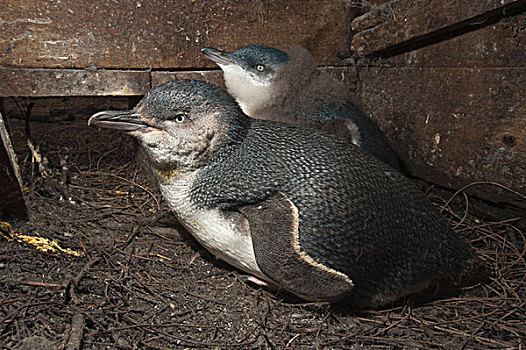 小蓝企鹅,成年,幼禽,菲利普岛,澳大利亚