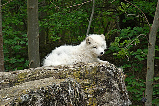 北极狐,休息,岩石构造
