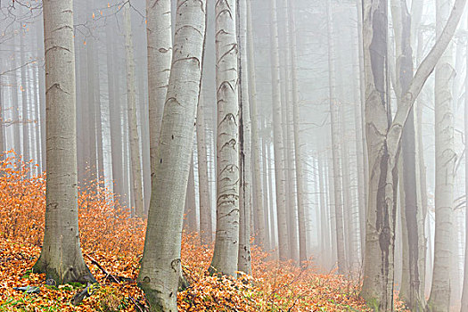 秋天,山毛榉,树林,防护,风景,区域,地区,捷克共和国,欧洲