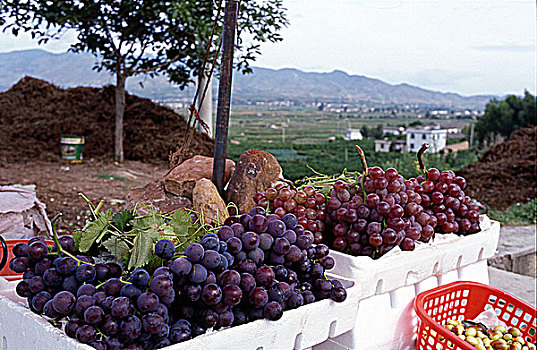 云南省宾川县路边出售的葡萄