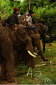 男人,坐,大象,缅甸
