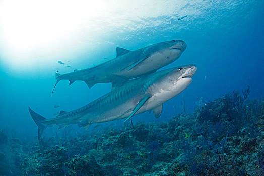 两个,虎鲨,鼬鲨,修长,上方,珊瑚礁,巴哈马,中美洲