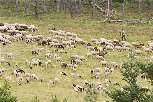 羊群,山羊,巴伐利亚