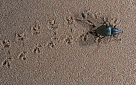 甲虫,沙子