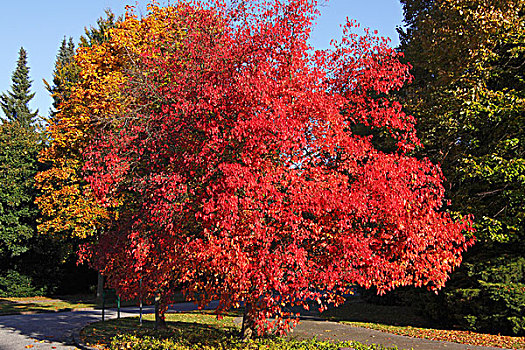 枫树,叶子,秋天,彩色