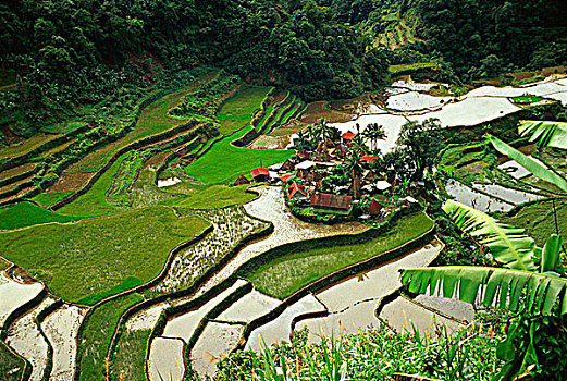 稻米梯田,伊富高省,菲律宾