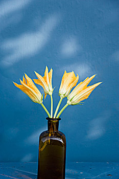 南瓜花,花园,玻璃花瓶