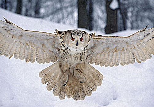 猫头鹰,飞行,冬天