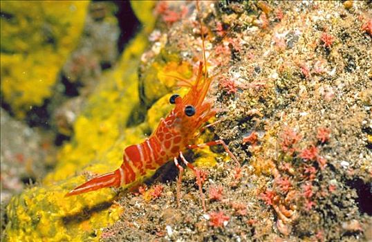 虾,海洋动物,水下,马德拉岛,大西洋