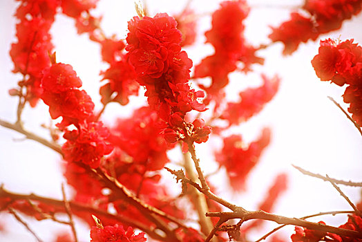 红色,花,桃树,桃,春天